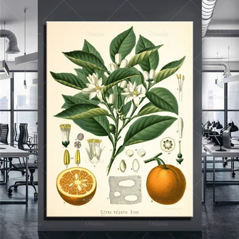 Citrusiniai Vaisiai - Apelsinai Botanikos Virtuvė Art Print, Citrusinių Vaisių, Spausdinti, Citrusinių Plakatas Citrusinių Meno Derliaus Spausdinimo Sienos Plakatas PrintPrints