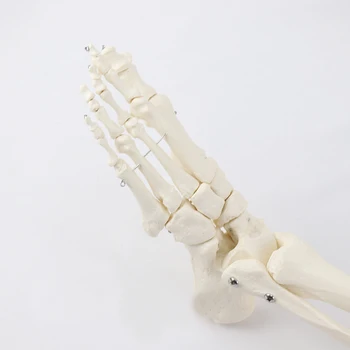 Žmogaus Pėdos sąnario modelis su šeivikaulio ir šlaunikaulio Anatominės Pėdos kaulų Anatomijos modelis Skeleto Modelis Medicinos Studijų, Mokymosi Reikmenys