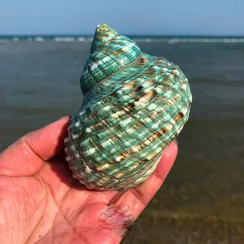 Gamtos myli shell žalia turbaną sraigė didelė žalia sraigė žuvų bakas akvariumo apdaila kraštovaizdžio roll korpuso žuvų shell atsiskyrėlis cr