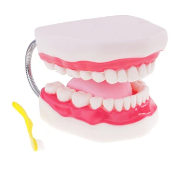 Padidinti 6X Žmogaus Burną, Dantis, Liežuvį Modelio Kit W/dantų šepetėlį už Anatomijos Studijų
