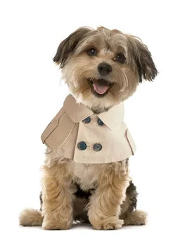 Teddy Bichon Corgi Prancūzijos Kovos Su Britų Stiliaus Tvarstis Pardavimo Mielas Seilių Rankšluostį Šuo Kombinezonai Su Antkrūtiniais Šuo Švarkelis, Apsiaustas